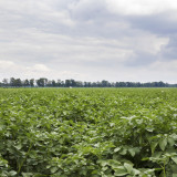 Akkerbouw veld 