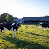 Melkkoeien in de wei