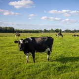 Melkkoeien in de wei