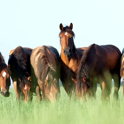 Paarden in de wei