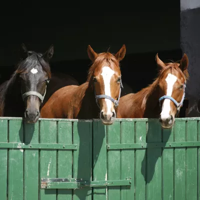Paarden in een stal
