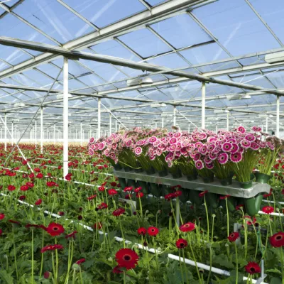 Bloemen in een kas