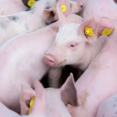 Varkens bij elkaar