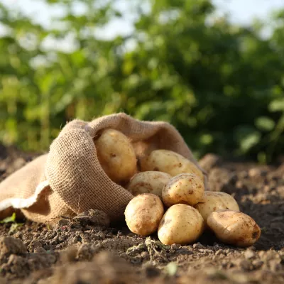 Aardappelen in zak