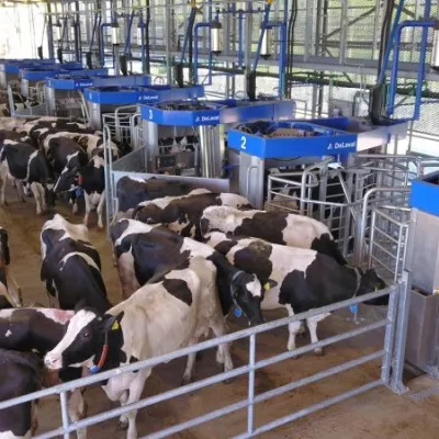 Firma offenberg koeien met DeLaval VMS V300-melkrobots