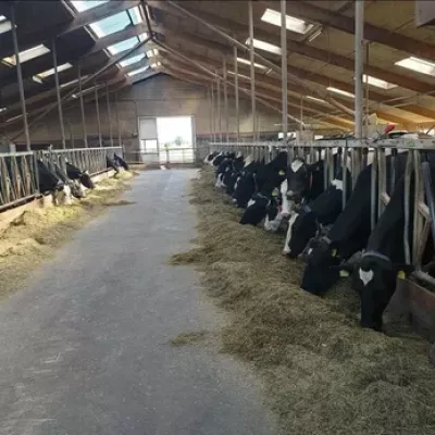 Gerenoveerde stal met koeien fam Meijeren