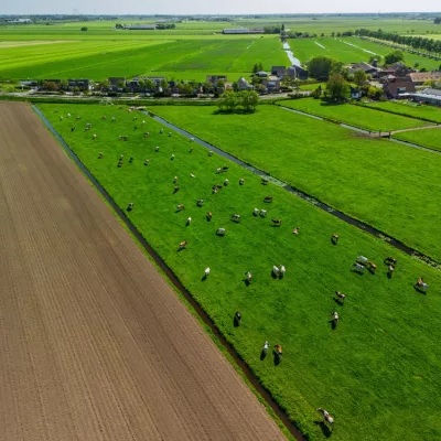 Nederlands weiland met koeien