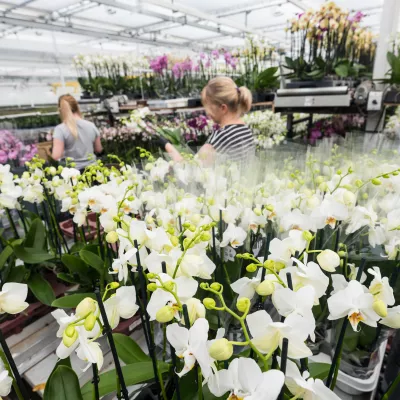 Migranten tussen orchideeën in kas