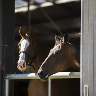 Paarden in de stal