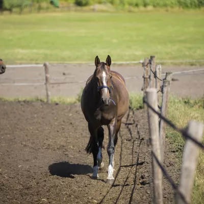 Paarden op het land