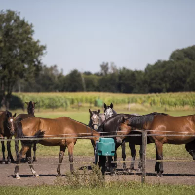 Paarden eten voer