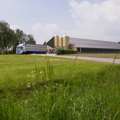 Varkenstransport bij varkensstal