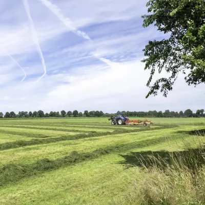 Weiland met gras
