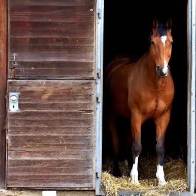 Paard in de stal kijkt naar buiten