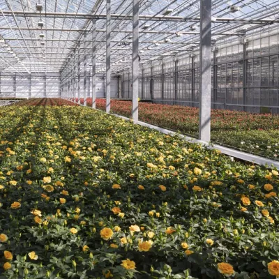 Rozen in kas tuinbouw