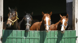 Paarden in een stal