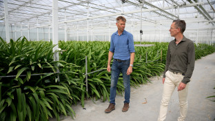 Amaryllis kwekerij Marrewijk