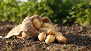Aardappelen in zak