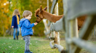Kind met alpaca