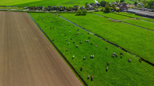 Nederlands weiland met koeien