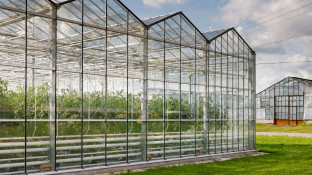 Kas glastuinbouw
