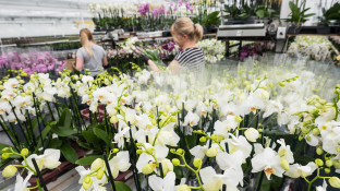 Migranten tussen orchideeën in kas
