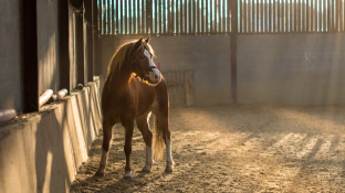 Paard in de bak