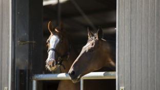 Paarden in stal