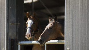 Paarden in de stal