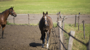 Paarden op het land