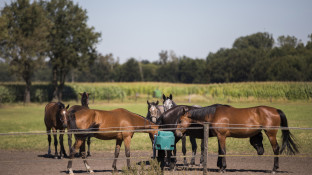 Paarden eten voer