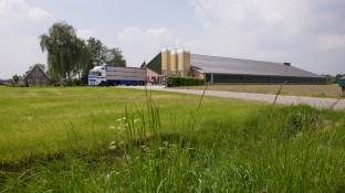 Varkenstransport bij varkensstal