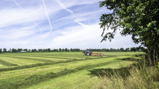 Weiland met gras