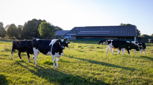 Melkkoeien in de wei