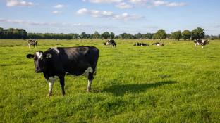 Melkkoeien in de wei