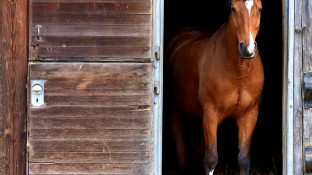 Paard in de stal kijkt naar buiten