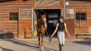 Ruiter loopt naast paard in manege