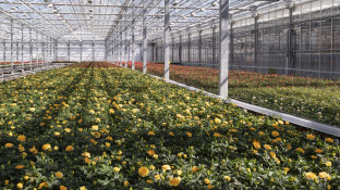 Rozen in kas tuinbouw
