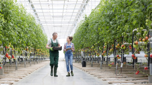 Vader en dochter in tomatenkas