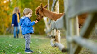 Alpaca met kind